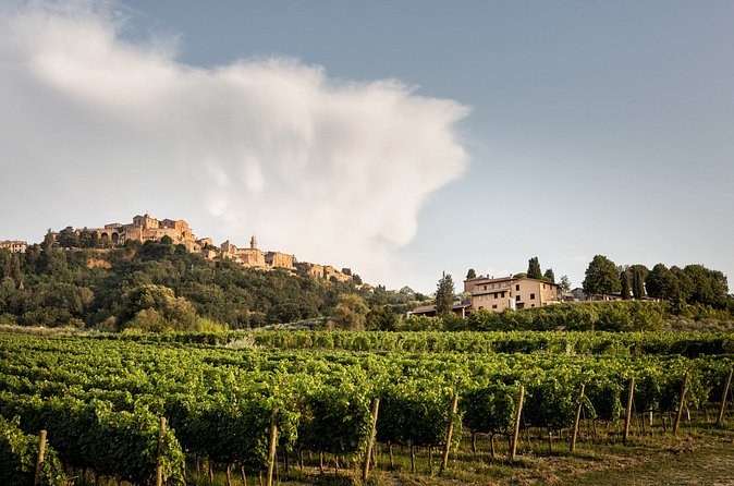 A hill town on its ridge seen across the vineyards
