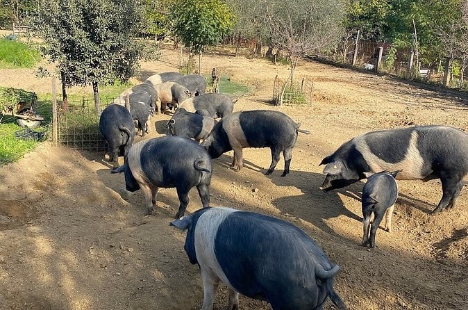 Cinta Senese pigs rooting under the trees on a farm outside Montepulciano