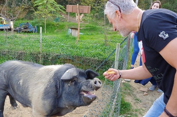 Montepulciano: Cinta Senese Farm Tour, Food Tasting & wine