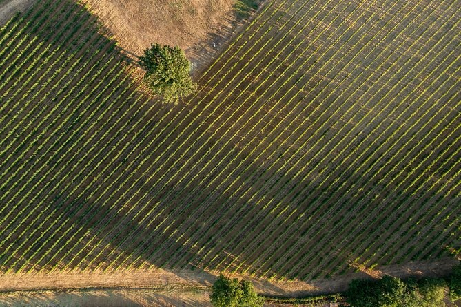 Vine rows running in close bands across a hillside, seen from above