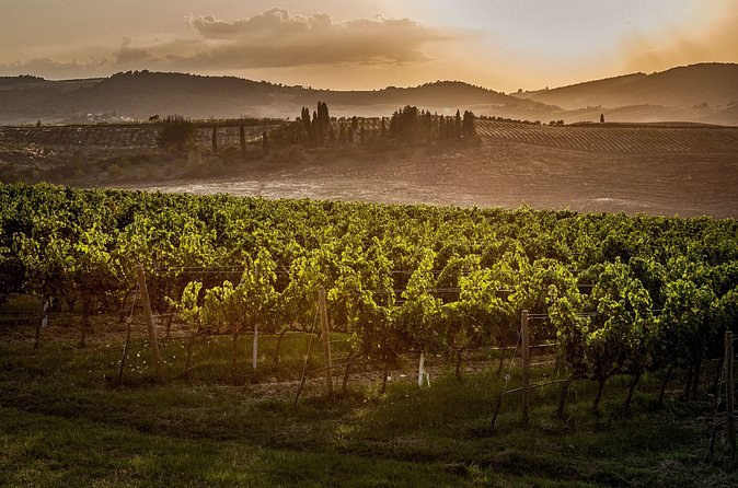 Vineyards below a ridge at the end of the day